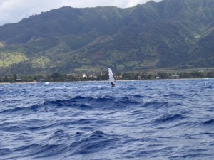Humpback wave from the North Shore of Oahu.